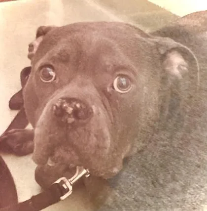 An adult medium-sized male Mixed Breed dog named Mr. Smalls for adoption in Cincinnati, OH