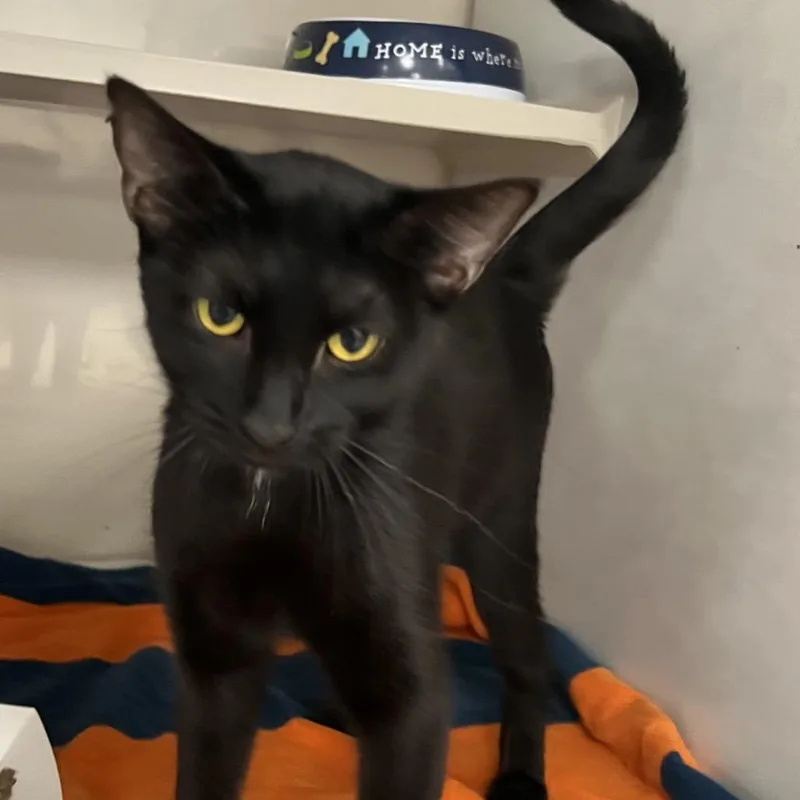An adult medium-sized female Domestic Short Hair cat named Dior for adoption in Fairport, NY