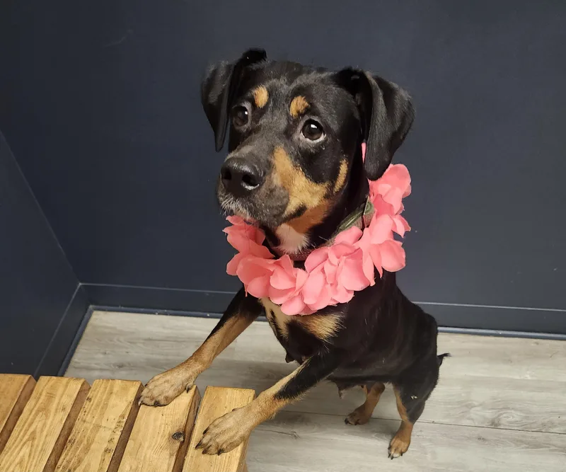 Coco Puffs thumbnail 2