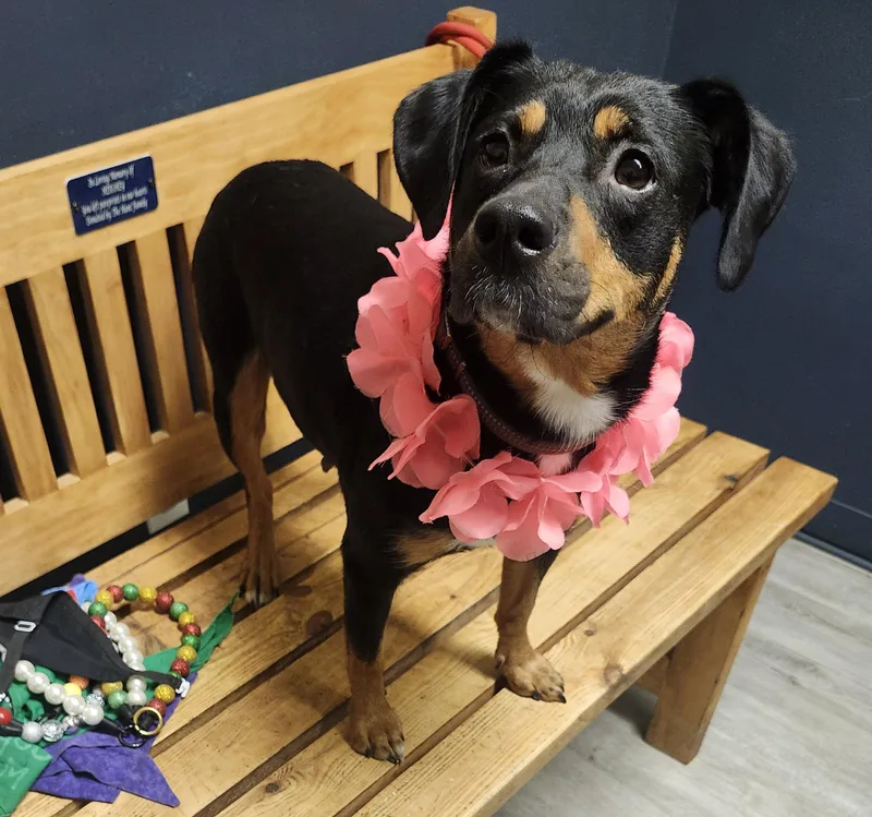 Coco Puffs thumbnail 3