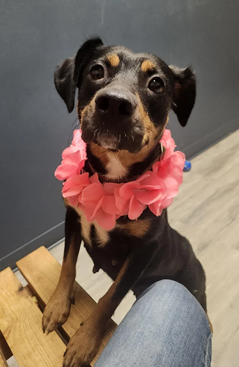 Coco Puffs thumbnail 4