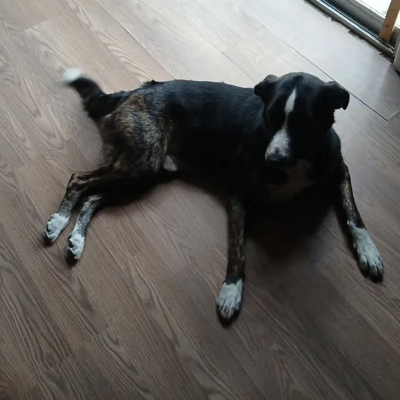 Kneemo