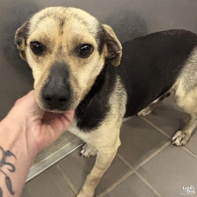 A young small-sized male Dachshund dog named Lil Peep for adoption in Washington, DC