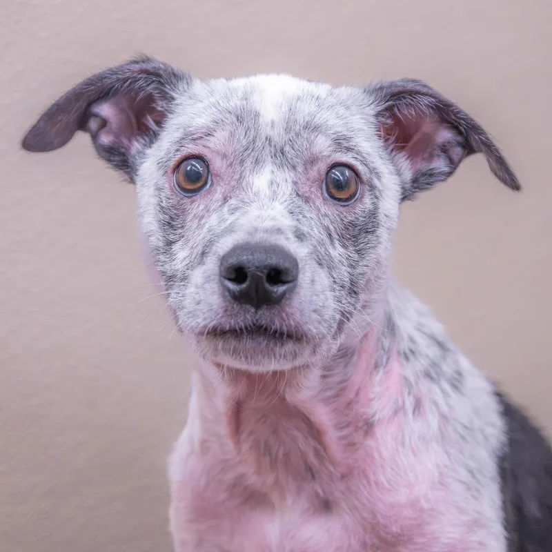 A baby small-sized male Black Pit Bull Terrier dog named Orko for adoption in Albuquerque, NM