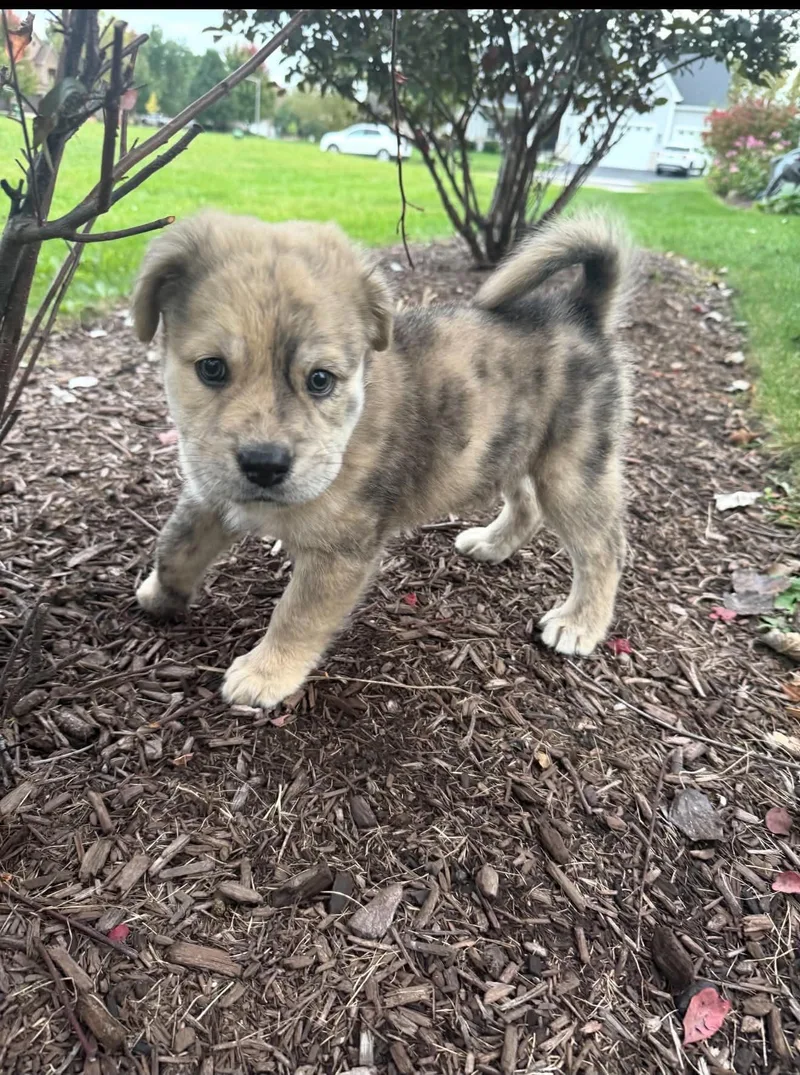 A baby large-sized female Brindle Mastiff dog named Nell for adoption in South Elgin, IL