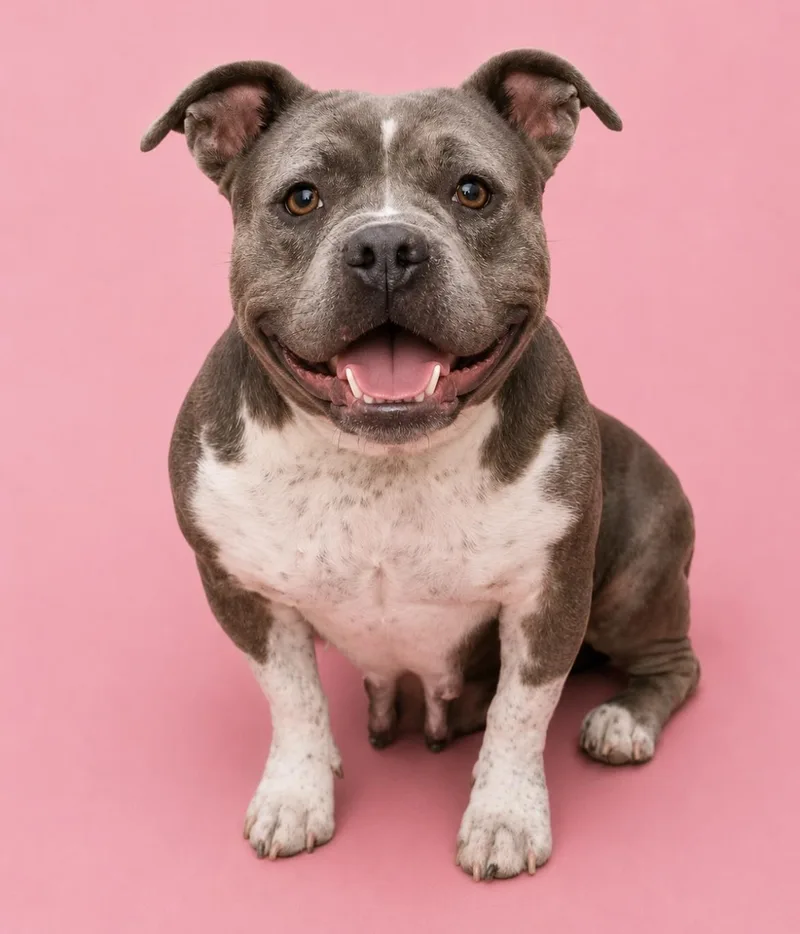 An adult medium-sized female Gray / Blue / Silver Bulldog dog named Rosie for adoption in Fort Lauderdale, FL