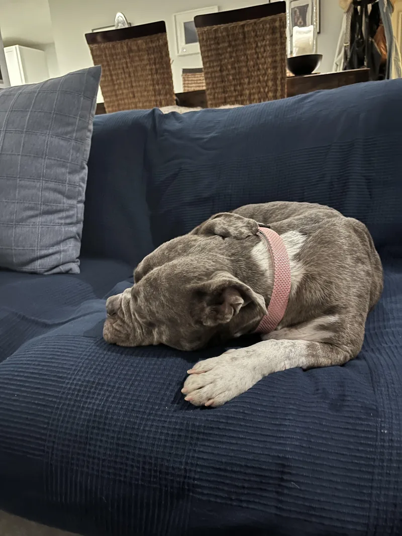 Rosie thumbnail 3