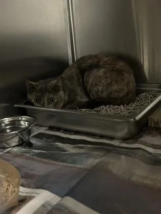 An adult large-sized female Domestic Short Hair cat named Merrit working cat! for adoption in Fairfax, VA