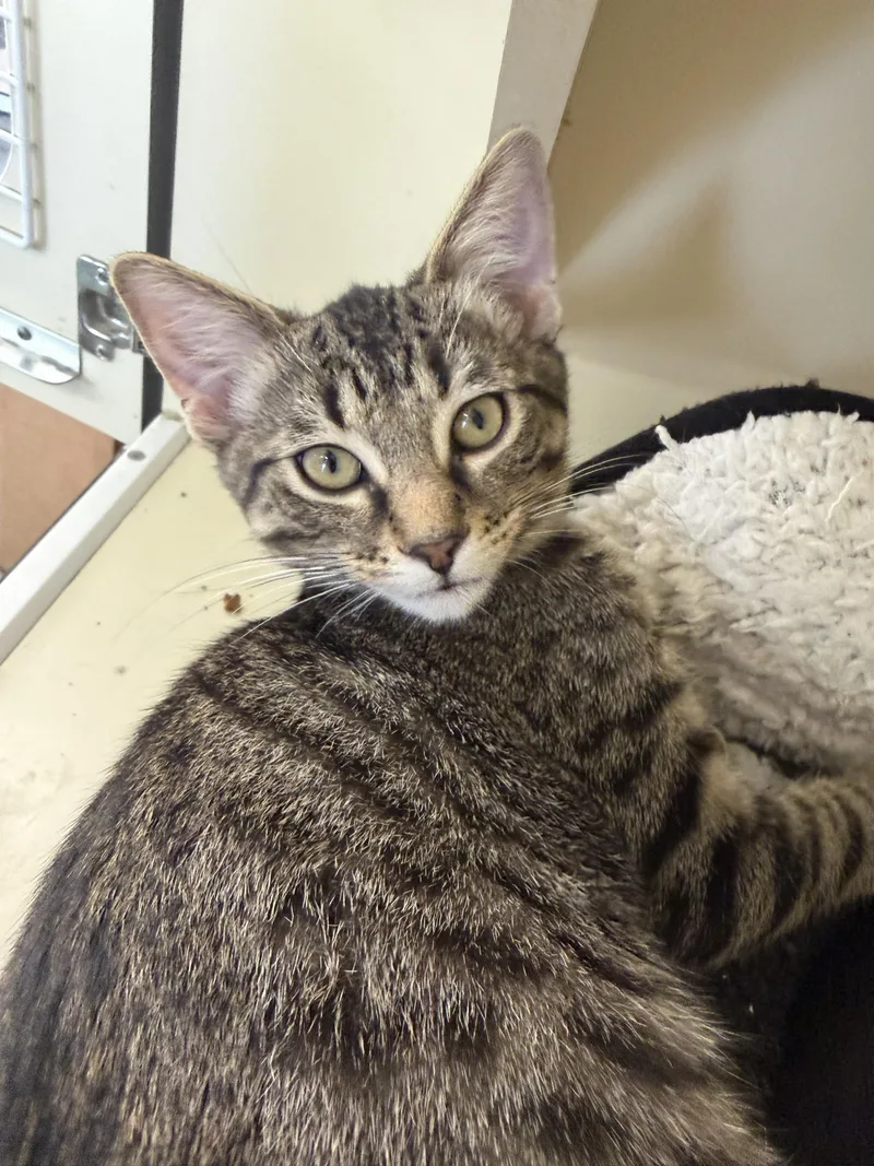 A young medium-sized male Domestic Short Hair cat named Soundwave for adoption in Chicago Ridge, IL