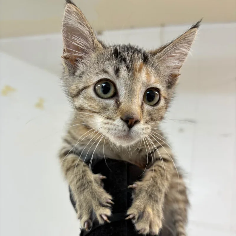 A baby small-sized female Brown / Chocolate Domestic Short Hair cat named Dori for adoption in Leander, TX