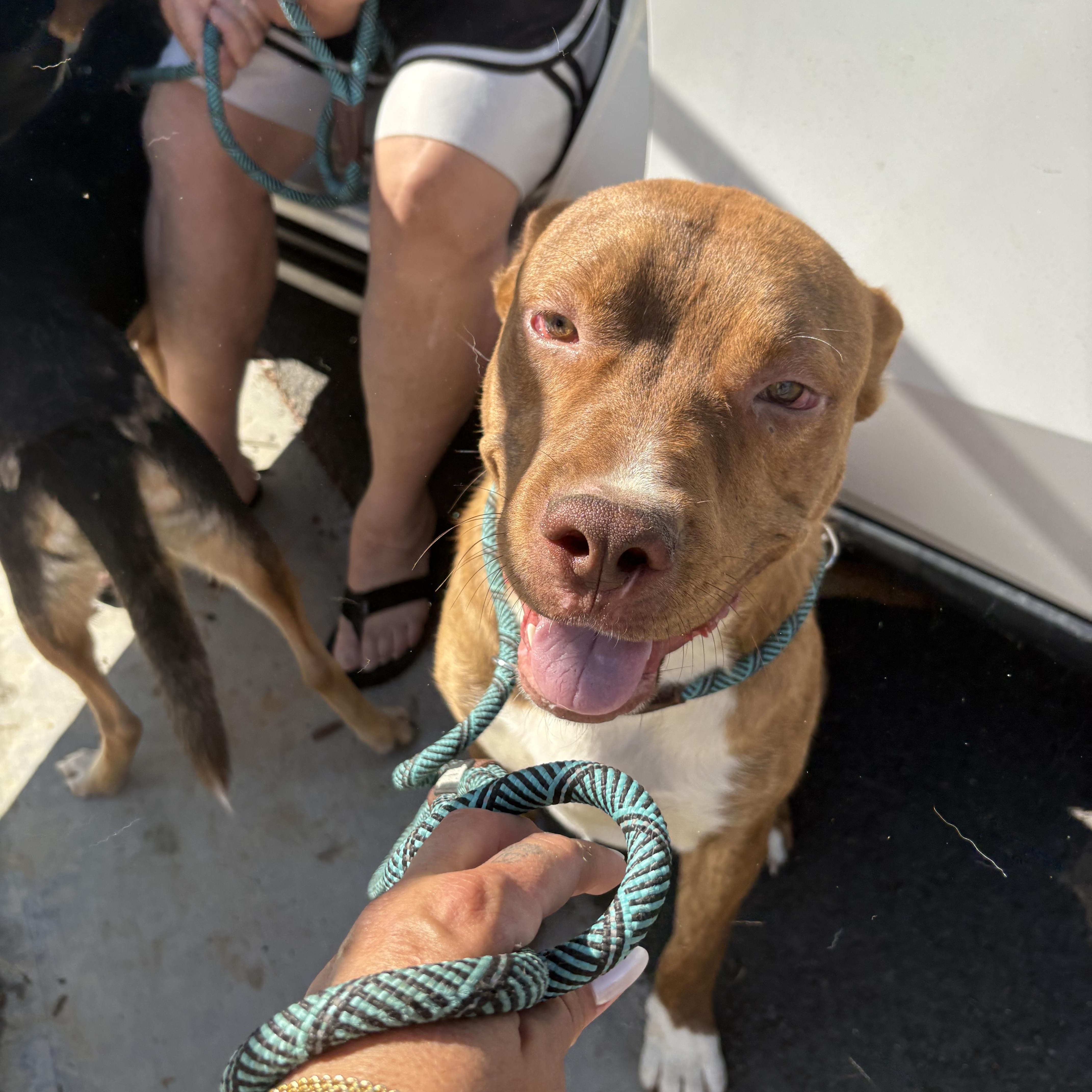 An adult medium-sized male Brown / Chocolate Pit Bull Terrier dog named Theo for adoption in Woodland Hills, CA