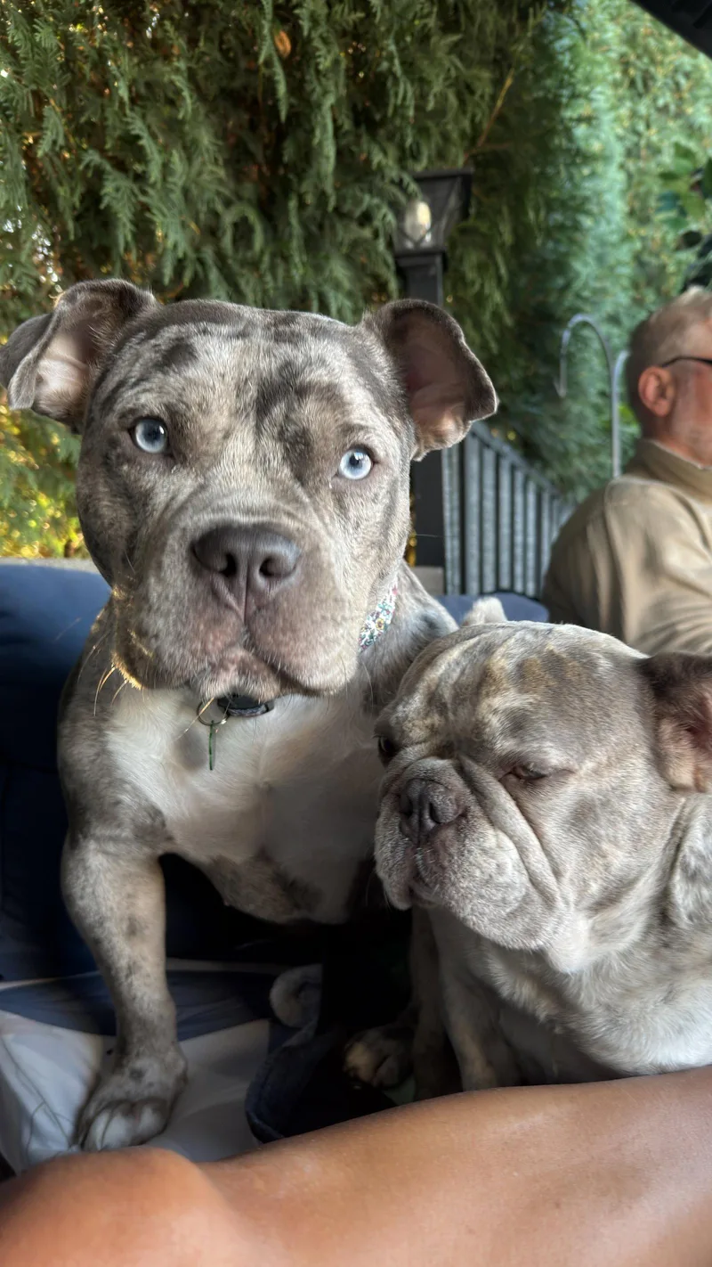 A young medium-sized female Pit Bull Terrier dog named Stormy for adoption in Tonawanda, NY