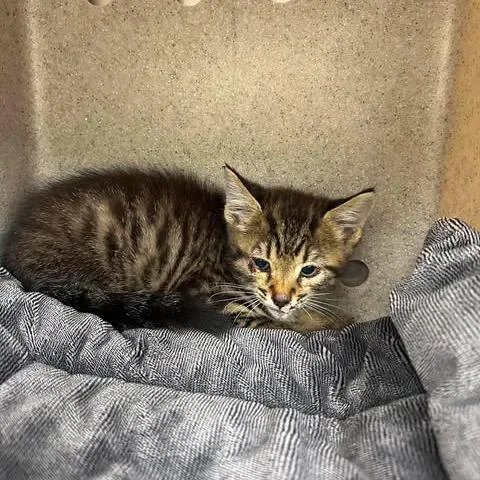 A baby small-sized male Brown / Chocolate Domestic Short Hair cat named Buddy for adoption in Bastrop, TX