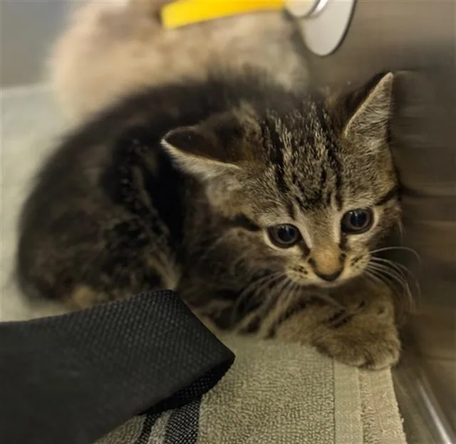 A baby small-sized female Domestic Short Hair cat named Mazzie for adoption in Conroe, TX
