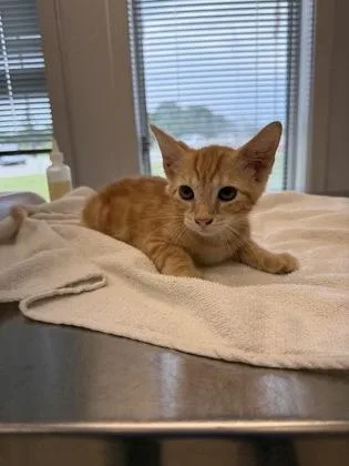 A young small-sized male Domestic Short Hair cat named Gandalf for adoption in Lafayette, IN