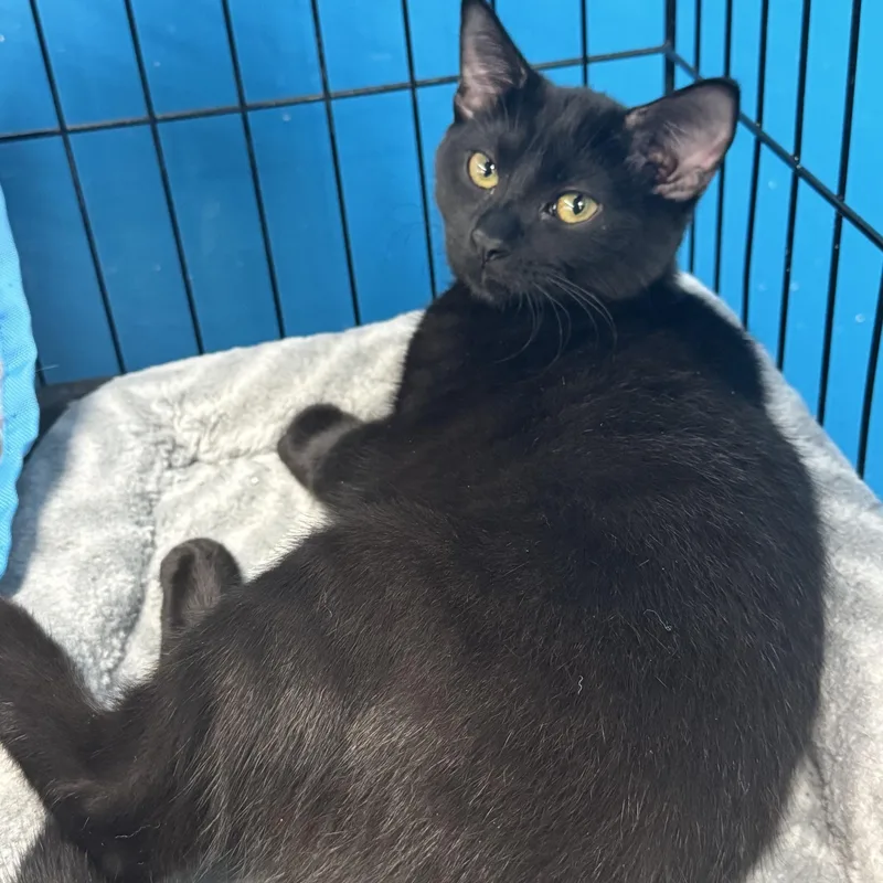 A young medium-sized male Black Domestic Short Hair cat named Tiny Tim for adoption in Louisville, KY