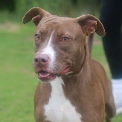 A young large-sized male Brown / Chocolate Mixed Breed dog named Choco Taco for adoption in Atlanta, GA