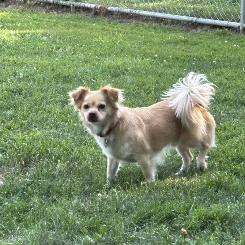 An adult small-sized male Yellow / Tan / Blond / Fawn Chihuahua dog named Teddy for adoption in Delaware, OH