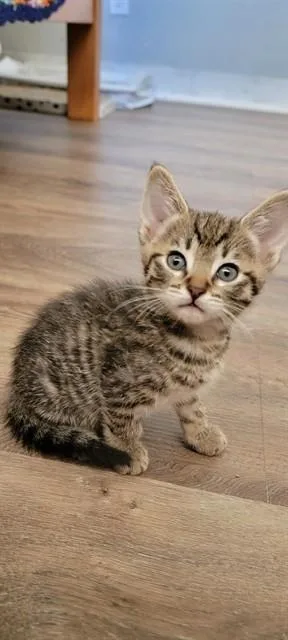 A baby small-sized male Domestic Short Hair cat named Piglet for adoption in Agoura, CA