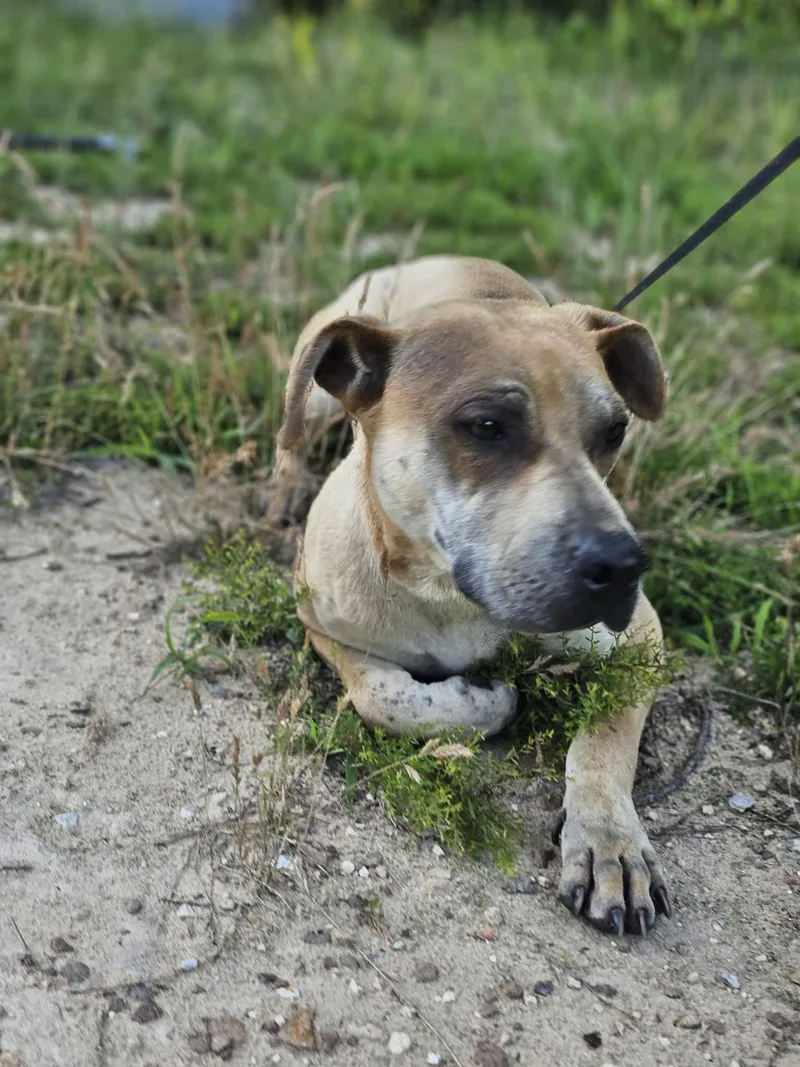 An adult medium-sized female Yellow / Tan / Blond / Fawn Bulldog dog named Dandi for adoption in Fort Payne, AL