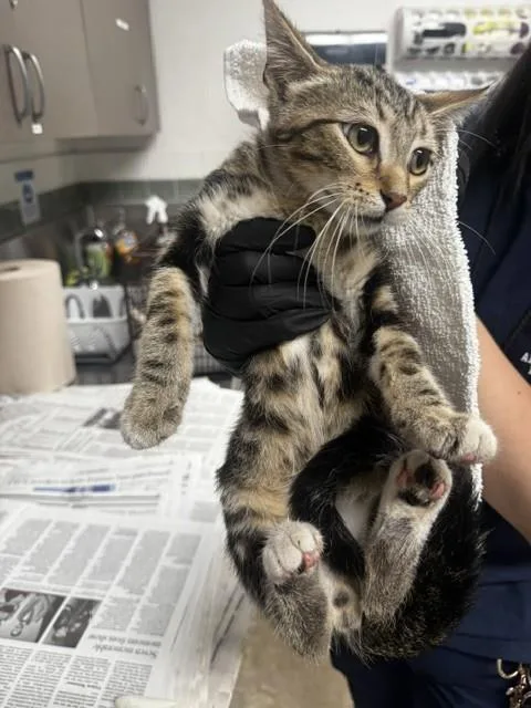 A baby medium-sized male Domestic Short Hair cat named Jumper for adoption in Van Nuys, CA