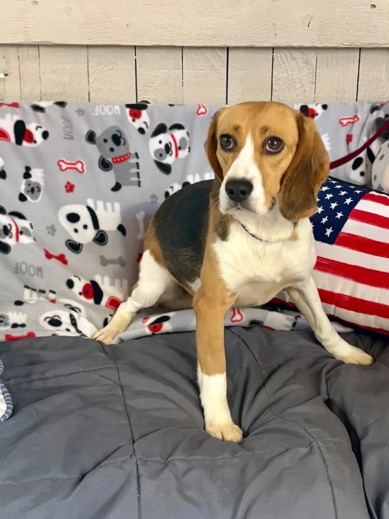 An adult medium-sized female Beagle dog named Lady Bird for adoption in Fort Worth, TX