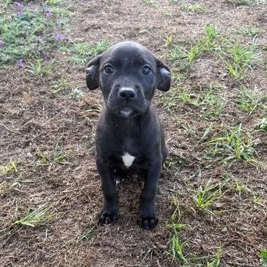 A baby small-sized male Black Pit Bull Terrier dog named Jackson for adoption in Buffalo, MN