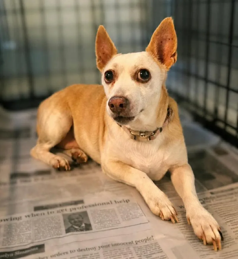 A senior medium-sized male Rat Terrier dog named Boo for adoption in El Dorado, AR