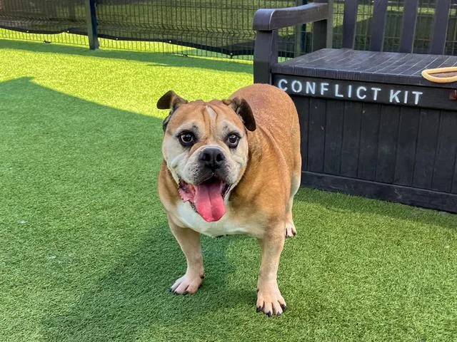 An adult medium-sized female English Bulldog dog named Maggie for adoption in Tustin, CA