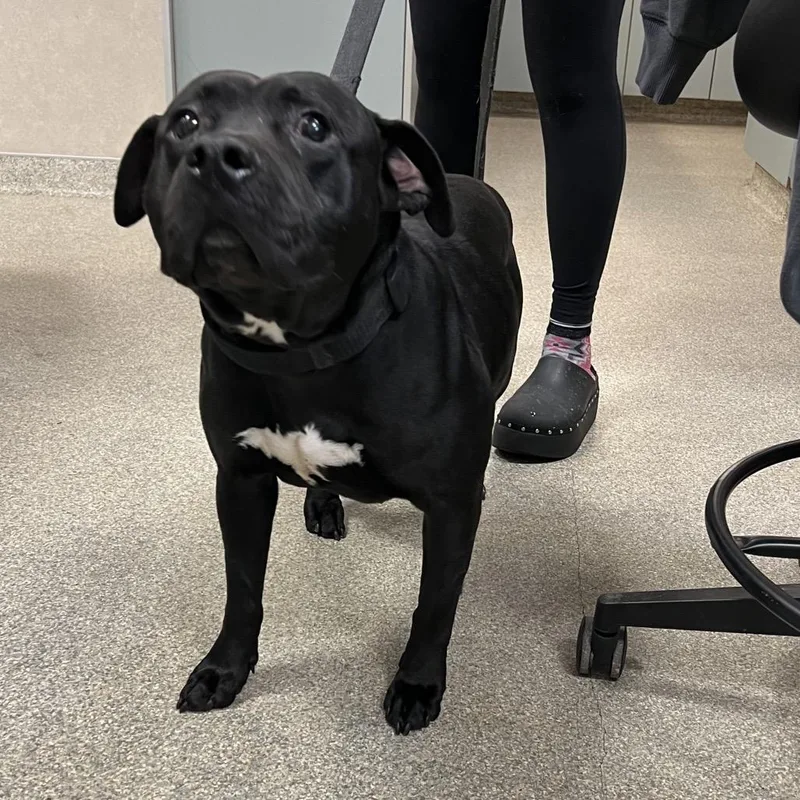 An adult large-sized male Black Mixed Breed dog named Macho Nacho for adoption in Jacksonville, FL
