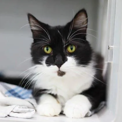 An adult small-sized male Black Domestic Medium Hair cat named Teddy for adoption in Atlanta, GA