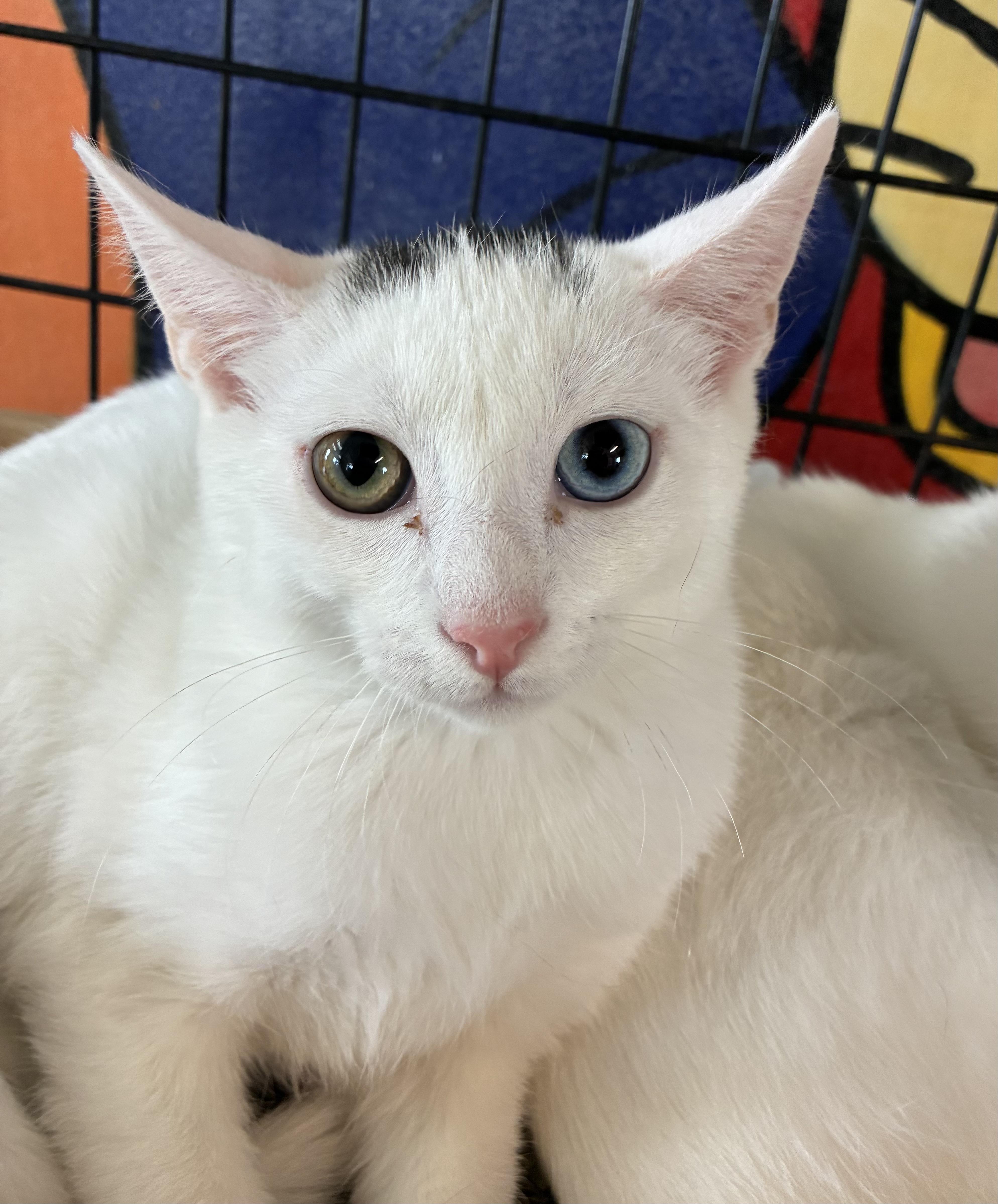 A baby medium-sized male White Domestic Short Hair cat named Marbles for adoption in Breinigsville, PA