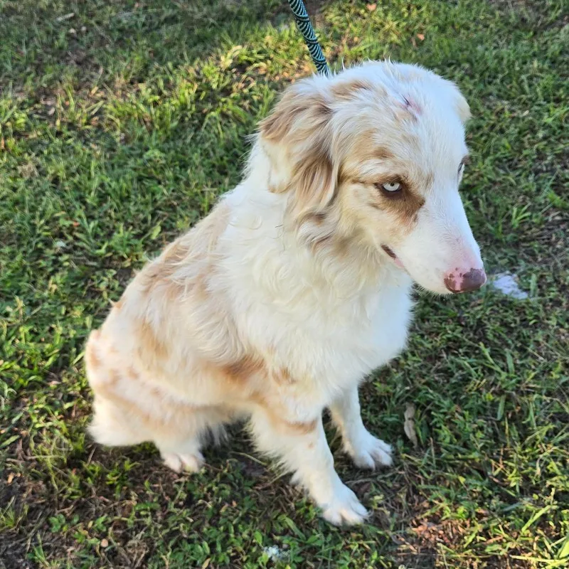 An adult medium-sized female Australian Shepherd dog named Sedona for adoption in Williston, FL