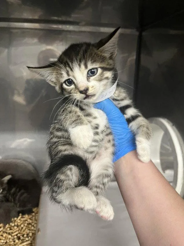 A baby small-sized female Brown / Chocolate Domestic Short Hair cat named Mindy for adoption in Woodland, CA