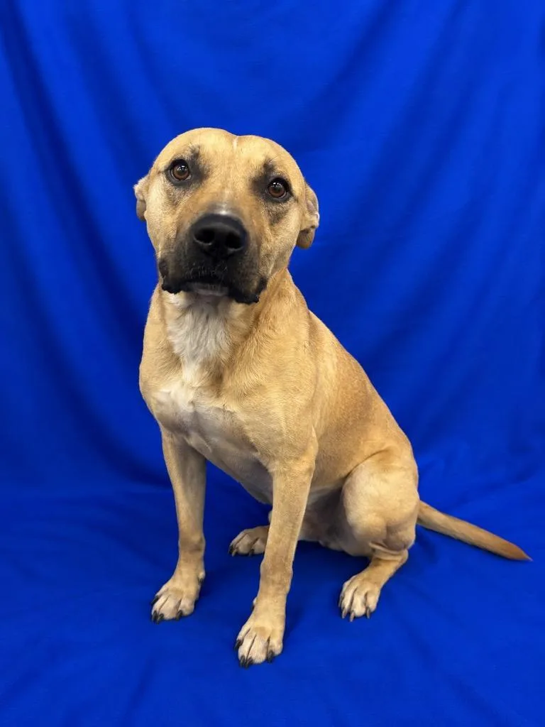 An adult large-sized male Mixed Breed dog named Hammerhead for adoption in Ruston, LA
