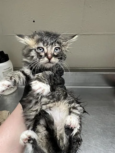 A baby small-sized female Domestic Medium Hair cat named Donna for adoption in Casper, WY