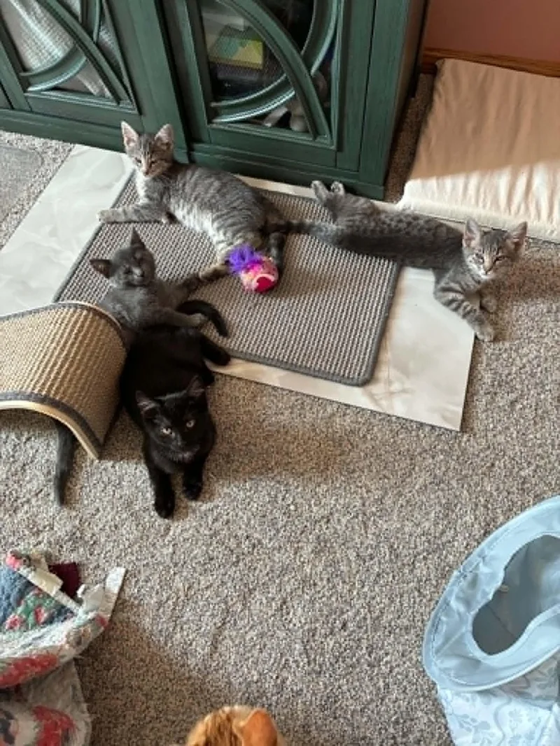 A baby medium-sized male Black Domestic Short Hair cat named Stormy for adoption in Omaha, NE