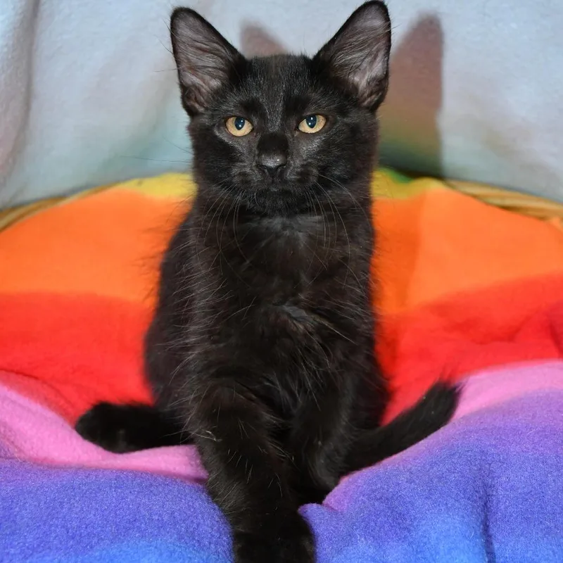 A baby small-sized female Black Domestic Short Hair cat named Arlene for adoption in Beaumont, TX
