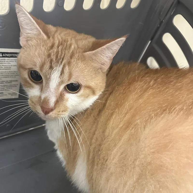 An adult large-sized female Domestic Short Hair cat named Mia for adoption in Memphis, TN