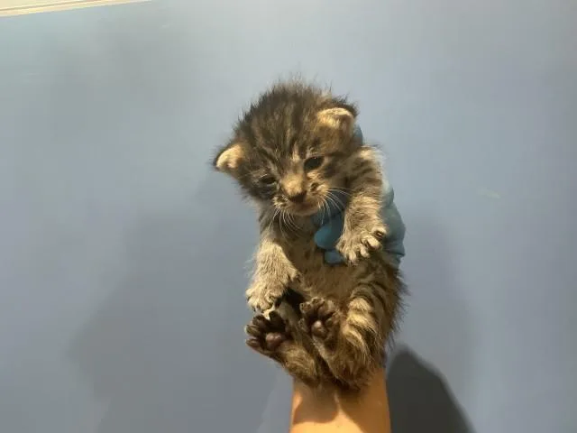 A baby small-sized female Domestic Short Hair cat named Raisin for adoption in San Bernardino, CA