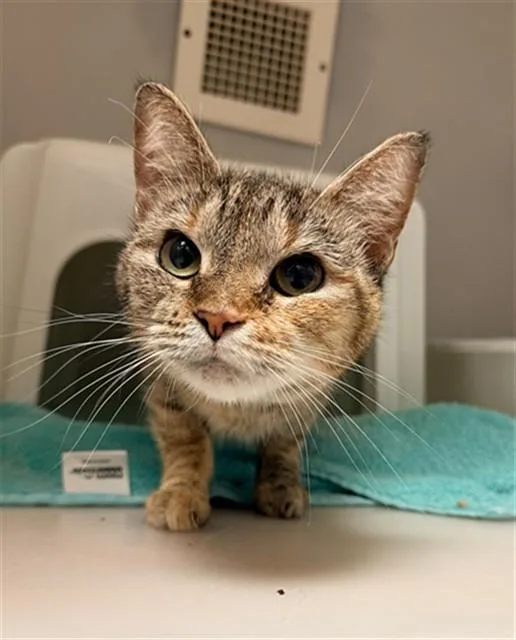 An adult medium-sized female Domestic Short Hair cat named Susan for adoption in Statesville, NC