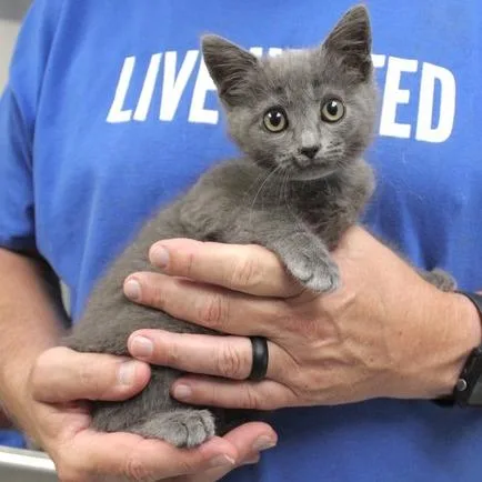 A baby small-sized male Gray / Blue / Silver Domestic Short Hair cat named Hank for adoption in Birmingham, AL