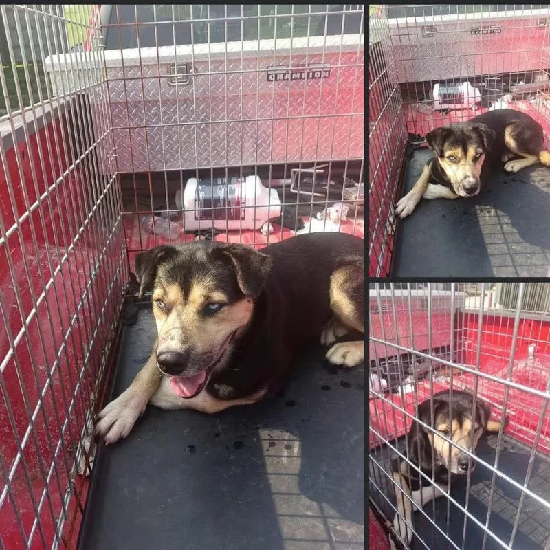 An adult small-sized male Black German Shepherd Dog dog named Loki for adoption in West Plains, MO