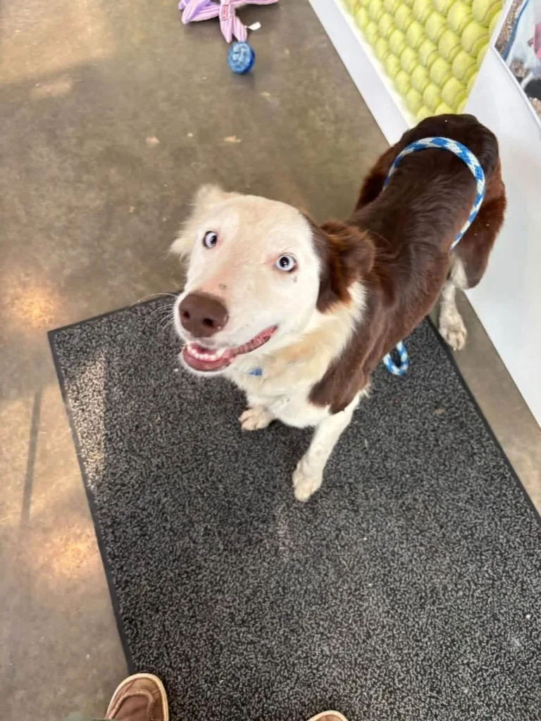 A young medium-sized female Border Collie dog named Colleen for adoption in Newcastle, OK