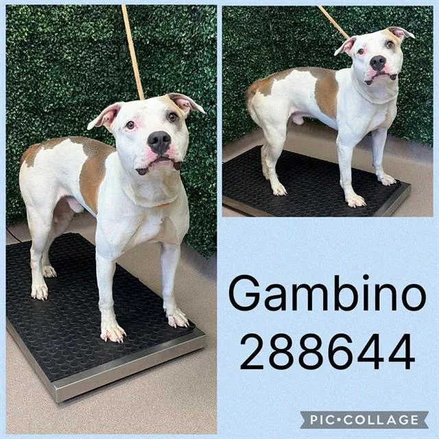 A young large-sized male Pit Bull Terrier dog named Gambino for adoption in Macon, GA