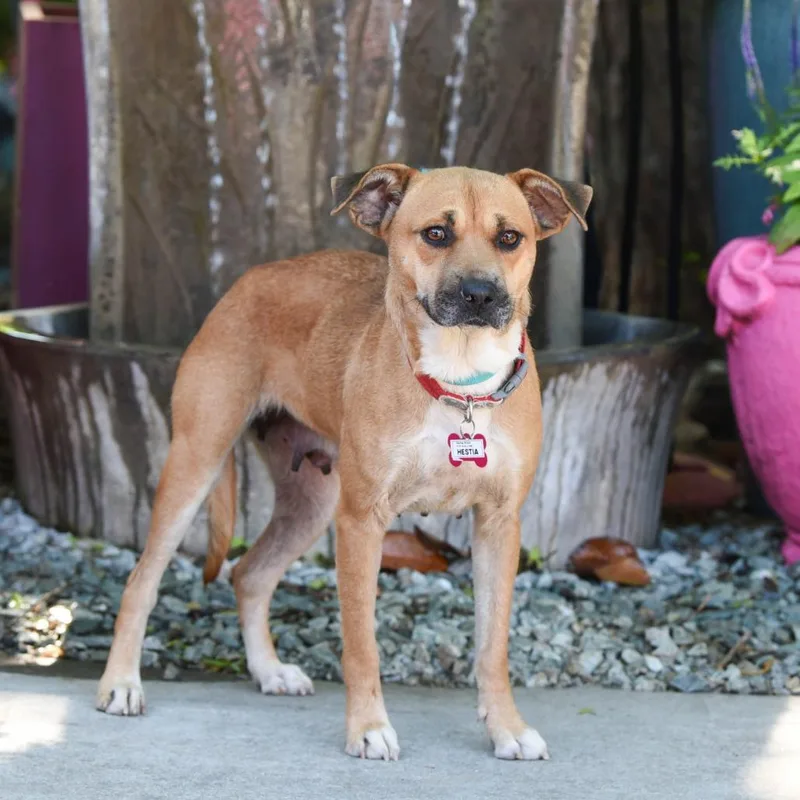 An adult medium-sized female Yellow / Tan / Blond / Fawn Labrador Retriever dog named Hestia for adoption in Wake Forest, NC