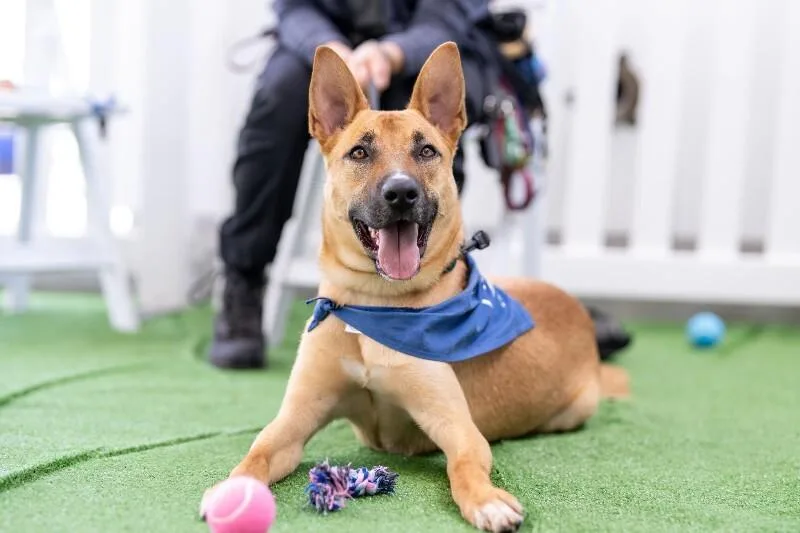 An adult medium-sized male German Shepherd Dog dog named Dexter for adoption in Manhattan Beach, CA