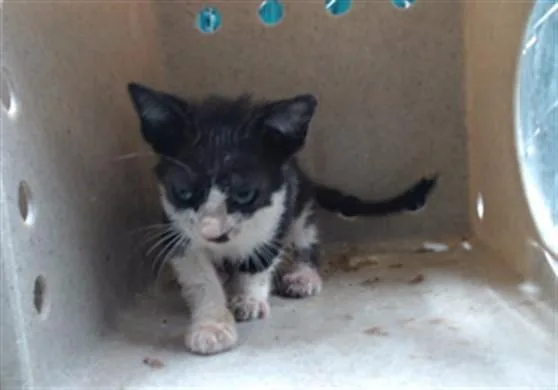 A baby medium-sized male Domestic Short Hair cat named Odell for adoption in Downey, CA