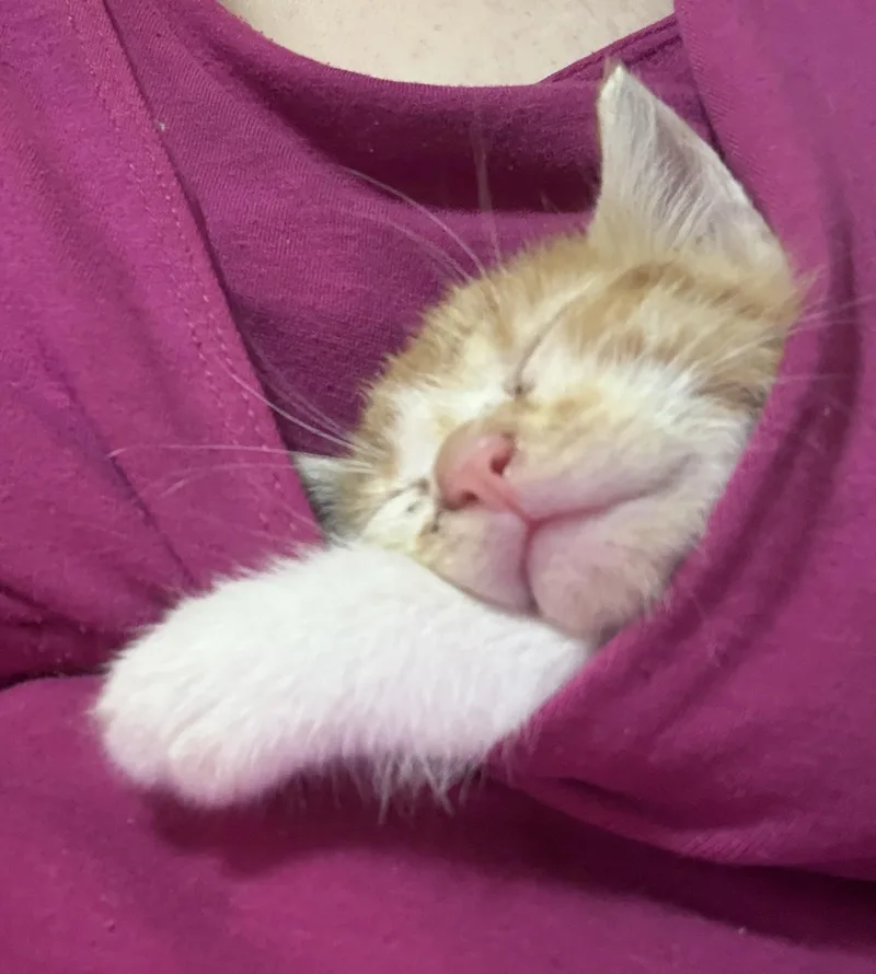 A baby large-sized male Domestic Short Hair cat named Eddie for adoption in Trinity, NC