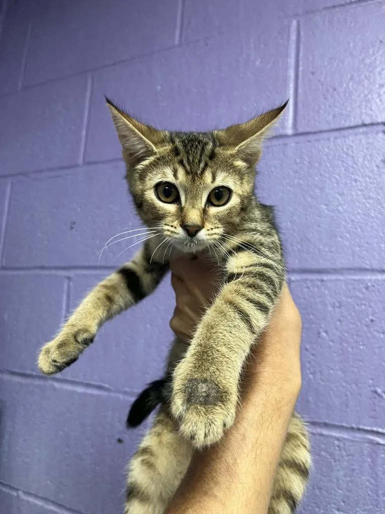 A baby small-sized male Domestic Short Hair cat named Frenzy for adoption in Lavonia, GA